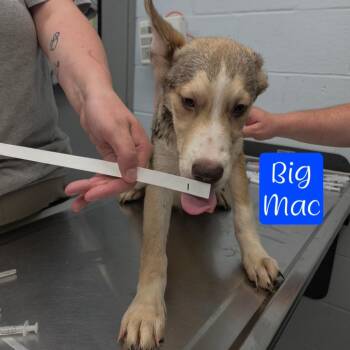 Big Mac -  Husky and Mixed Breed Dog for Adoption in Parkersburg, West Virginia - Big Mac | PetCurious
