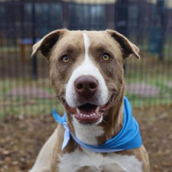 Mastiff Dogs Available for Adoption in San Antonio, Texas - BRODY | PetCurious