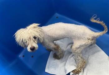 Mixed Breed Dogs Available for Adoption in Dallas, Texas - KING PHILIP | PetCurious