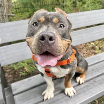 Deuce -  Pit Bull Terrier Dog for Adoption in Eatontown, New Jersey - Deuce | PetCurious