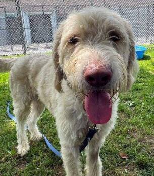 Goose -  Labradoodle Dog for Adoption in Bedford Hills, New York - Goose | PetCurious