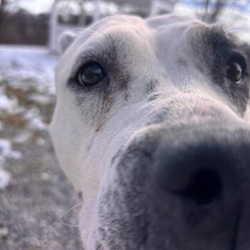 Pit Bull Terrier Dogs Available for Adoption - Harley | PetCurious