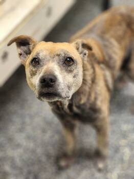 Rescue Labrador Retriever and Mixed Breed Dogs for Adoption in Carthage, Missouri - Maggie | PetCurious
