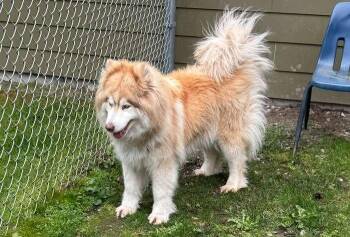 Husky Dogs Available for Adoption in Coupeville, Washington - Pooh Bear | PetCurious