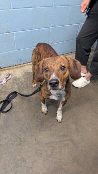 Bernard -  Hound and Terrier Dog for Adoption in Evansville, Indiana - Bernard | PetCurious