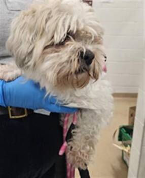 MIRACLE -  Maltese and Mixed Breed Dog for Adoption in Derwood, Maryland - MIRACLE | PetCurious