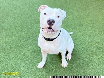 SHIRO -  Mixed Breed Dog for Adoption in West Palm Beach, Florida - SHIRO | PetCurious