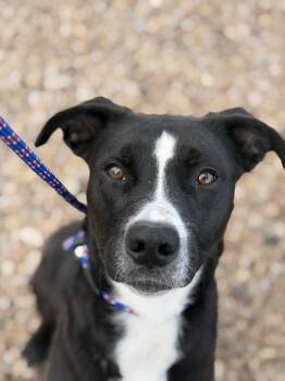 Rescue Cattle Dog and Mixed Breed Dogs for Adoption in Grand Junction, Colorado - Regan | PetCurious