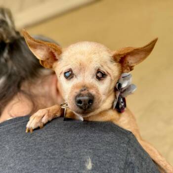 Chihuahua Dogs Available for Adoption in Ramona, California - Odette | PetCurious