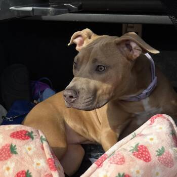 Shannelle -  Pit Bull Terrier Dog for Adoption in Newark, New Jersey - Shannelle | PetCurious