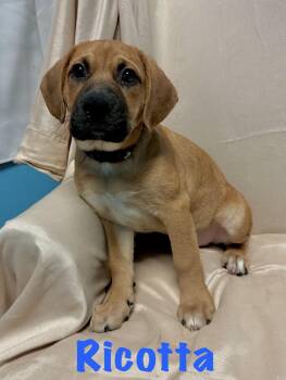 Ricotta -  Labrador Retriever Dog for Adoption in Walker, Louisiana - Ricotta | PetCurious
