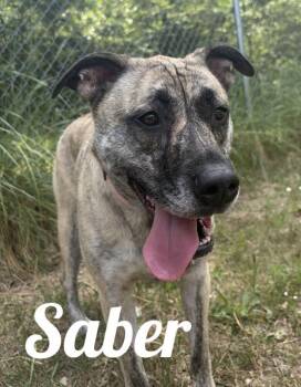 Saber -  Mastiff Dog for Adoption in Manistee, Michigan - Saber | PetCurious