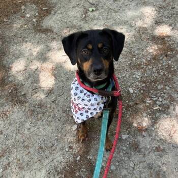 Carlie -  Hound and Mixed Breed Dog for Adoption in Durham, North Carolina - Carlie | PetCurious
