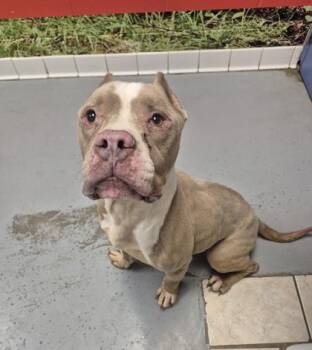 Rio -  Pit Bull Terrier Dog for Adoption in Lafayette, Indiana - Rio | PetCurious