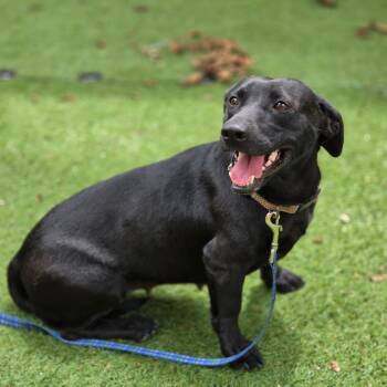 Lola Rae TW -  Black Labrador Retriever and Beagle Dog for Adoption in Austin, Texas - Lola Rae TW | PetCurious