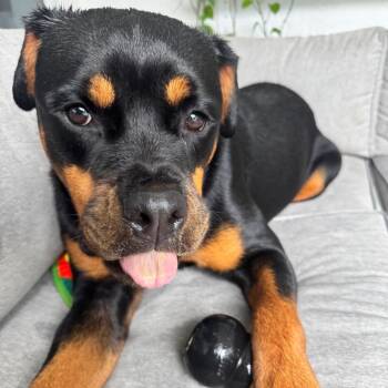Millie -  Rottweiler Dog for Adoption in Sunrise, Florida - Millie | PetCurious