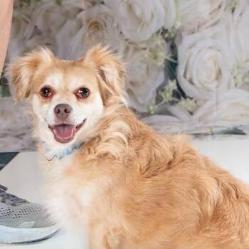 Petal -  Mixed Breed Dog for Adoption in Fredericksburg, Virginia - Petal | PetCurious