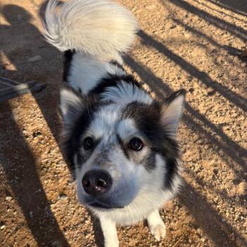 Husky Dogs Available for Adoption in Las Vegas, Nevada - Kumo A1421359 | PetCurious