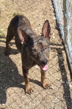 Rescue Catahoula Leopard Dog Dogs for Adoption in Hollister, Missouri - Hinnie | PetCurious