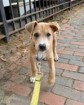 Labrador Retriever and Mixed Breed Dogs Available for Adoption in Boston, Massachusetts - SAGE | PetCurious