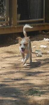 King Tut -  Pharaoh Hound and Chihuahua Dog for Adoption in Mcminnville, Tennessee - King Tut | PetCurious
