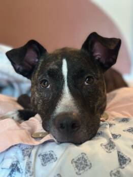 Rescue Mixed Breed Dogs for Adoption in New Orleans, Louisiana - Muffin | PetCurious