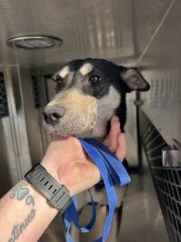 Mixed Breed Dogs Available for Adoption - Honey | PetCurious