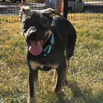 Rescue Mixed Breed and Terrier Dogs for Adoption in Olathe, Kansas - Saturn | PetCurious