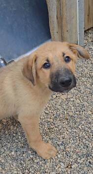 Wheat -  Shepherd Dog for Adoption in Estherville, Iowa - Wheat | PetCurious