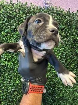 61612416 -  Mixed Breed Dog for Adoption in El Paso, Texas - 61612416 | PetCurious