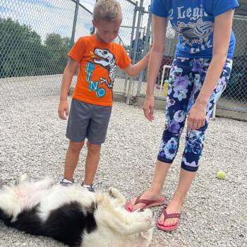 Candy -  Collie and Border Collie Dog for Adoption in Holton, Kansas - Candy | PetCurious