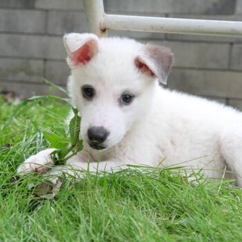 Mixed Breed and Great Pyrenees Dogs Available for Adoption - Soda | PetCurious