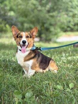 Bo- Transport -  Corgi Dog for Adoption in Gradyville, Kentucky - Bo- Transport | PetCurious