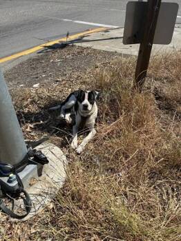 GREG -  Pit Bull Terrier Dog for Adoption in Stockton, California - GREG | PetCurious