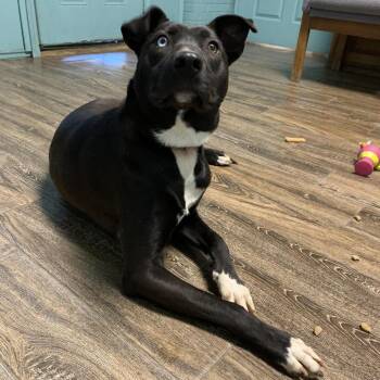 Ashley -  Labrador Retriever Dog Available for Adoption in Hearne, Texas - Ashley | PetCurious