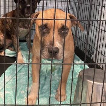 0926-D26 -  Mixed Breed Dog for Adoption in Port Charlotte, Florida - 0926-D26 | PetCurious