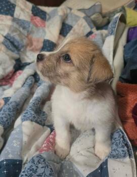 Avani- the A Litter -  Cairn Terrier Dog for Adoption in Ocean Township, New Jersey - Avani- The A Litter | PetCurious
