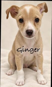 Ginger -  Terrier Dog for Adoption in Pawleys Island, South Carolina - Ginger | PetCurious