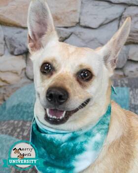 Kizzy -  Jack Russell Terrier and Corgi Dog for Adoption in Kennesaw, Georgia - Kizzy | PetCurious