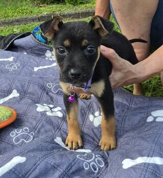 Susanna Unicorn -  Miniature Pinscher and Australian Shepherd Dog for Adoption in Andover, Massachusetts - Susanna Unicorn | PetCurious