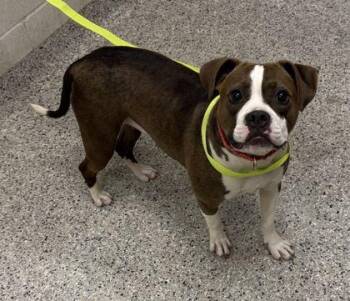 Hummingbird -  Pit Bull Terrier and Mixed Breed Dog for Adoption in Kansas City, Missouri - Hummingbird | PetCurious