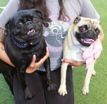 Elke *Bonded to Dio* / Dio *Bonded to Elke* -  Pug Dog for Adoption in Gardena, California - Elke *Bonded To Dio* / Dio *Bonded To Elke* | PetCurious