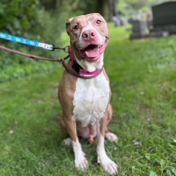 Phantom -  American Staffordshire Terrier and Mixed Breed Dog for Adoption in Westhampton, New York - Phantom | PetCurious