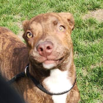 Cooper -  Pit Bull Terrier Dog for Adoption in Fort Wayne, Indiana - Cooper | PetCurious