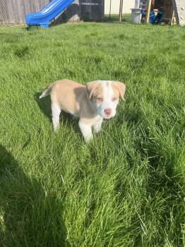 Mixed Breed Dogs Available for Adoption in Seville, Ohio - Buddy Boy | PetCurious
