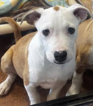 Mixed Breed Dogs Available for Adoption in Stanwood, Washington - Obi-Wan Kenobi | PetCurious