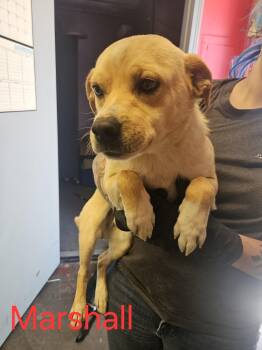Marshall -  Chihuahua Dog for Adoption in Las Vegas, New Mexico - Marshall | PetCurious