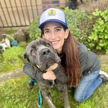 Romeo -  Cane Corso and Neapolitan Mastiff Dog for Adoption in Sacramento, California - Romeo | PetCurious