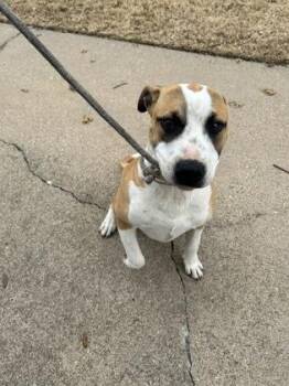 Pit Bull Terrier and Mixed Breed Dogs Available for Adoption - Caterpillar | PetCurious