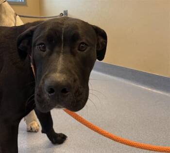 Labrador Retriever and Pit Bull Terrier Dogs Available for Adoption - BOO | PetCurious